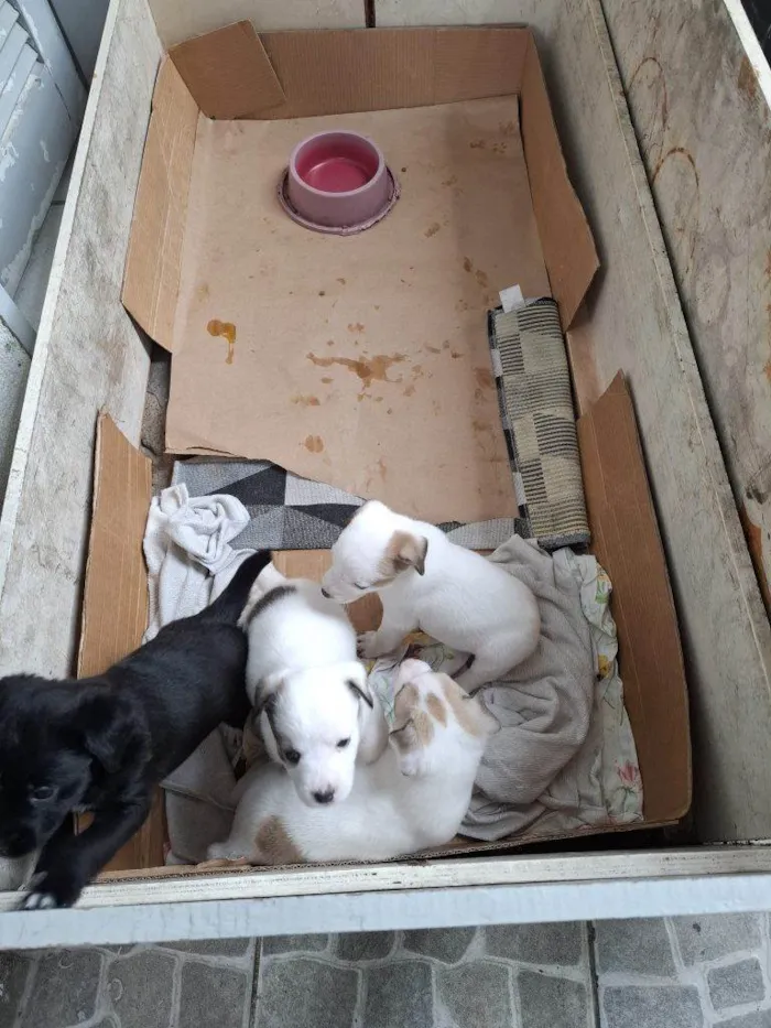 Cachorro ra a SRD-ViraLata idade Abaixo de 2 meses nome Falar com Isaías - Whats 13 99736-3223