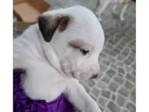 Cachorro raça SRD-ViraLata idade Abaixo de 2 meses nome Falar com Isaías - Whats 13 99736-3223