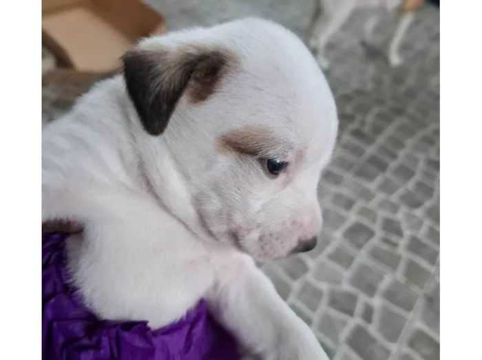 Cachorro ra a SRD-ViraLata idade Abaixo de 2 meses nome Falar com Isaías - Whats 13 99736-3223