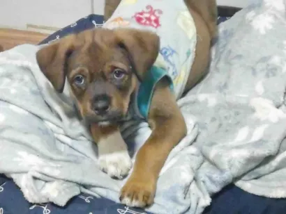 Cachorro raça SRD-ViraLata idade 2 a 6 meses nome Xangô 