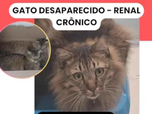 Gato raça SRD-ViraLata idade 3 anos nome Messi