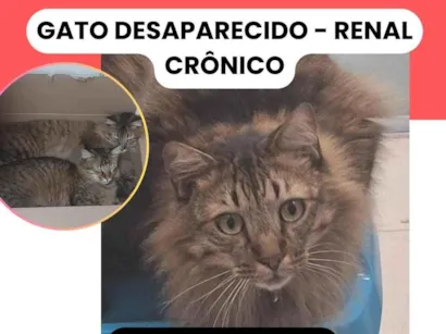 Gato raça SRD-ViraLata idade 3 anos nome Messi