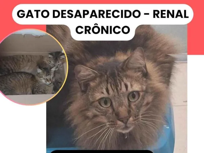 Gato ra a SRD-ViraLata idade 3 anos nome Messi