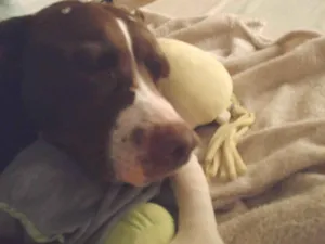 Cachorro raça Pit-Bull idade 3 anos nome FATIMA DA SILVA VENDITTIS