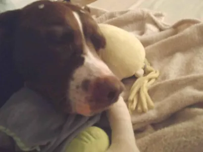 Cachorro raça Pit-Bull idade 3 anos nome Princesa 