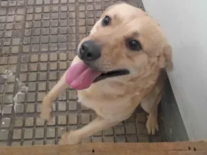 Cachorro raça SRD-ViraLata idade 2 a 6 meses nome Falar com Leandro - Whats 11 95932-7683