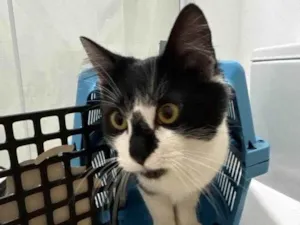 Gato raça SRD-ViraLata idade 2 a 6 meses nome Falar com Silvana - Whats 51 99552-0682