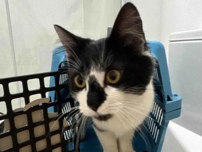 Gato ra a SRD-ViraLata idade 2 a 6 meses nome Falar com Silvana - Whats 51 99552-0682