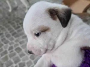 Cachorro raça SRD-ViraLata idade Abaixo de 2 meses nome Falar com Isaías - Whats 13 99736-3223