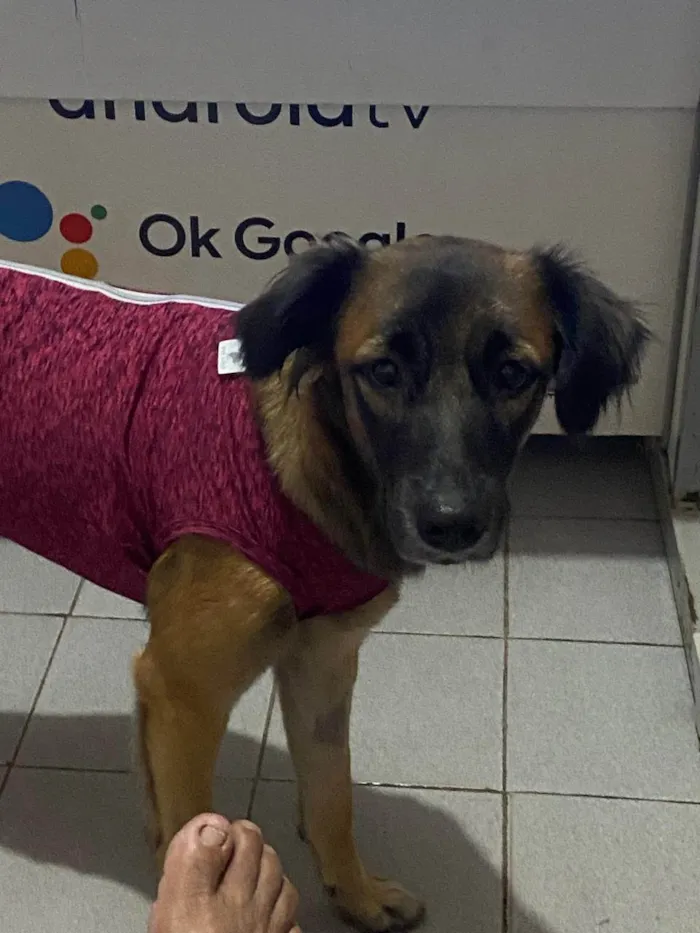Cachorro ra a SRD-ViraLata idade 2 a 6 meses nome mel