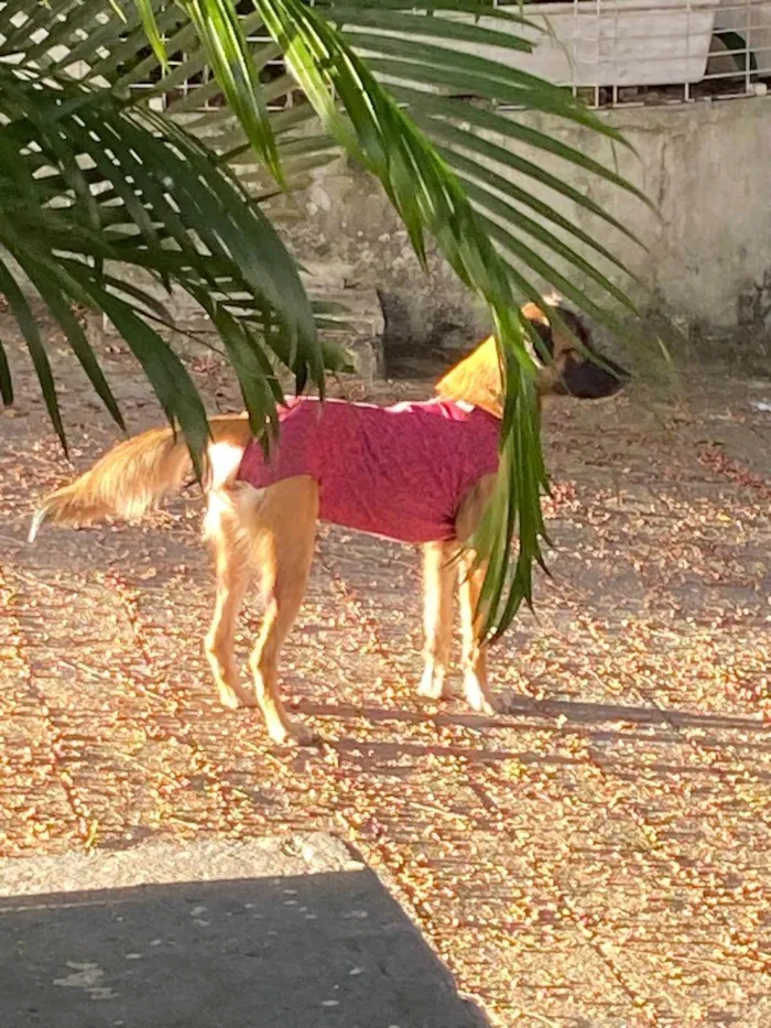 Cachorro ra a SRD-ViraLata idade 2 a 6 meses nome mel