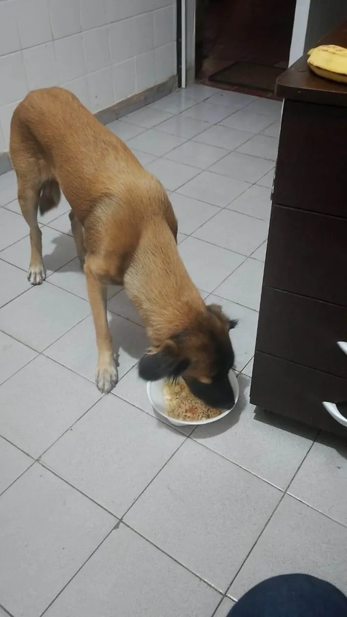 Cachorro ra a SRD-ViraLata idade 2 a 6 meses nome mel