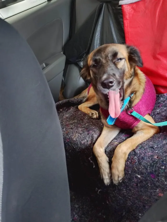 Cachorro ra a SRD-ViraLata idade 2 a 6 meses nome mel