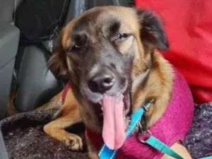 Cachorro raça SRD-ViraLata idade 2 a 6 meses nome mel