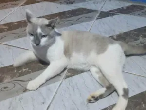 Gato raça SRD-ViraLata idade 1 ano nome Rafael 
