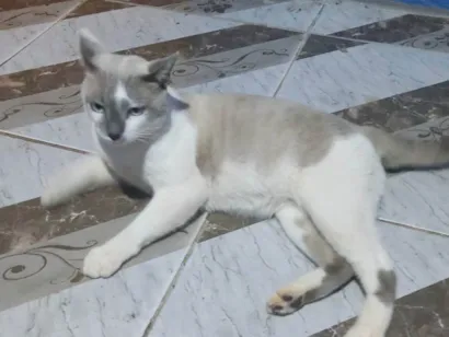 Gato raça SRD-ViraLata idade 1 ano nome Rafael 