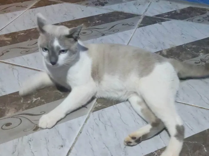 Gato ra a SRD-ViraLata idade 1 ano nome Rafael 