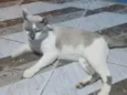 Rafael