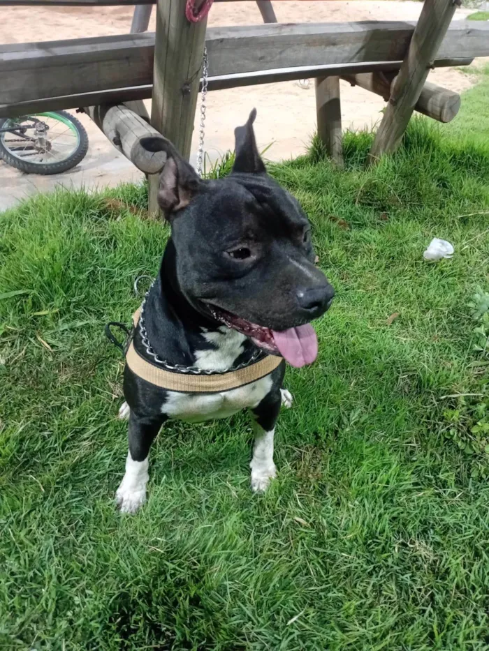 Cachorro ra a Pit-Bull idade 4 anos nome Bartolomeu 