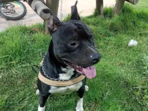 Cachorro raça Pit-Bull idade 4 anos nome Bartolomeu 