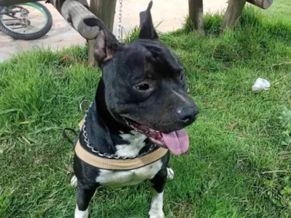 Cachorro raça Pit-Bull idade 4 anos nome Bartolomeu 