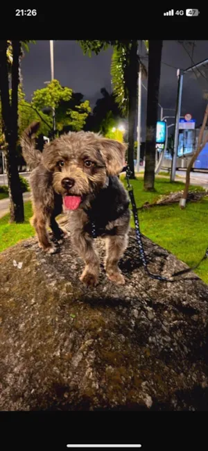 Cachorro raça Shitzu idade 1 ano nome Thor