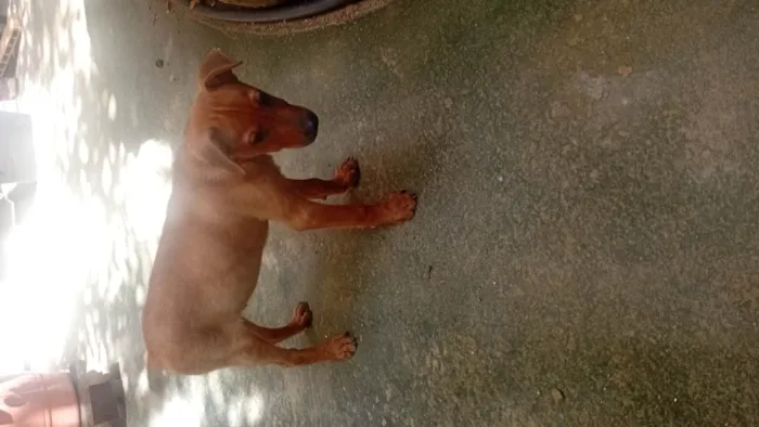 Cachorro ra a Pastor Alemão idade 7 a 11 meses nome Bolt e Libélula 