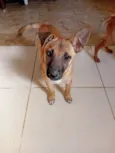 Bolt e Libélula