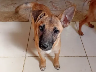 Cachorro raça Pastor Alemão idade 7 a 11 meses nome Bolt e Libélula 