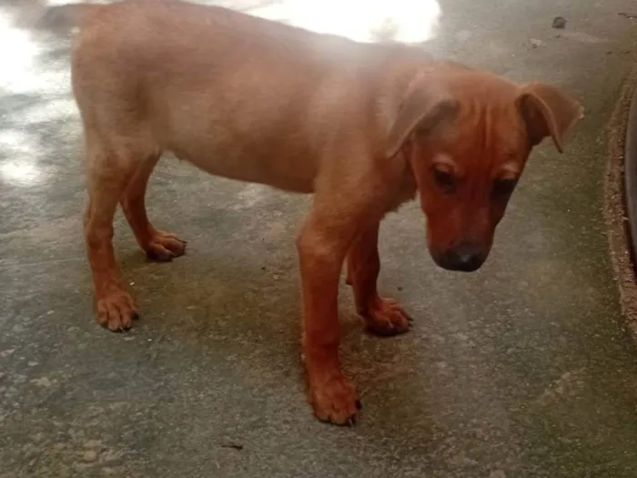 Cachorro ra a Pastor Alemão idade 7 a 11 meses nome Bolt e Libélula 