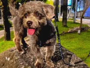 Cachorro raça Shitzu idade 1 ano nome Thor