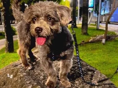 Cachorro raça Shitzu idade 1 ano nome Thor