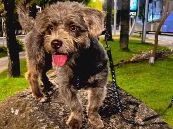 Cachorro ra a Shitzu idade 1 ano nome Thor