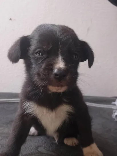 Cachorro raça SRD-ViraLata idade Abaixo de 2 meses nome eles ainda não tem nome