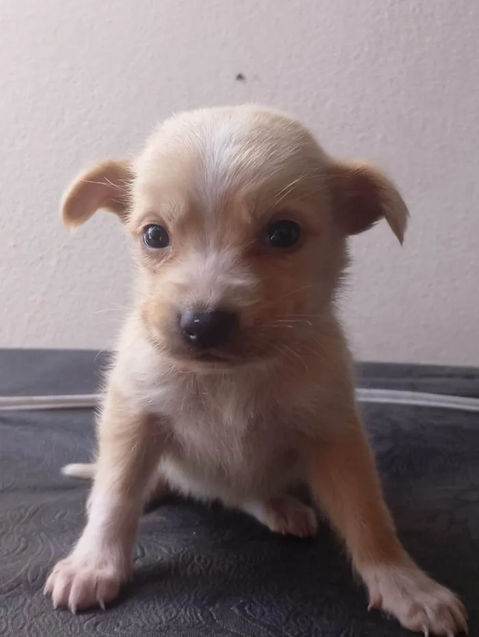 Cachorro ra a SRD-ViraLata idade Abaixo de 2 meses nome eles ainda não tem nome
