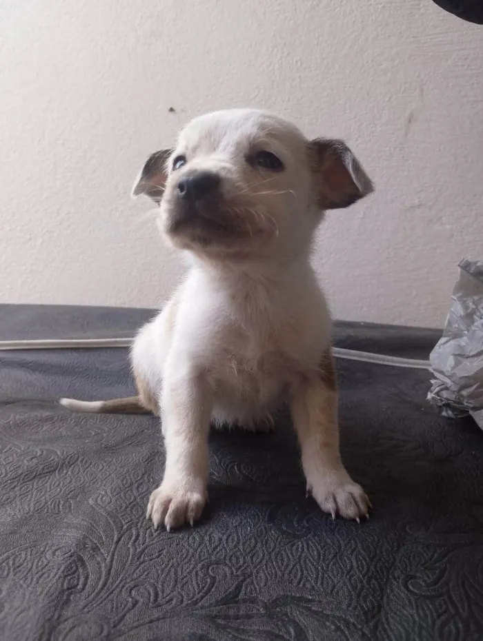 Cachorro ra a SRD-ViraLata idade Abaixo de 2 meses nome eles ainda não tem nome