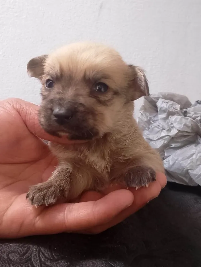 Cachorro ra a SRD-ViraLata idade Abaixo de 2 meses nome eles ainda não tem nome