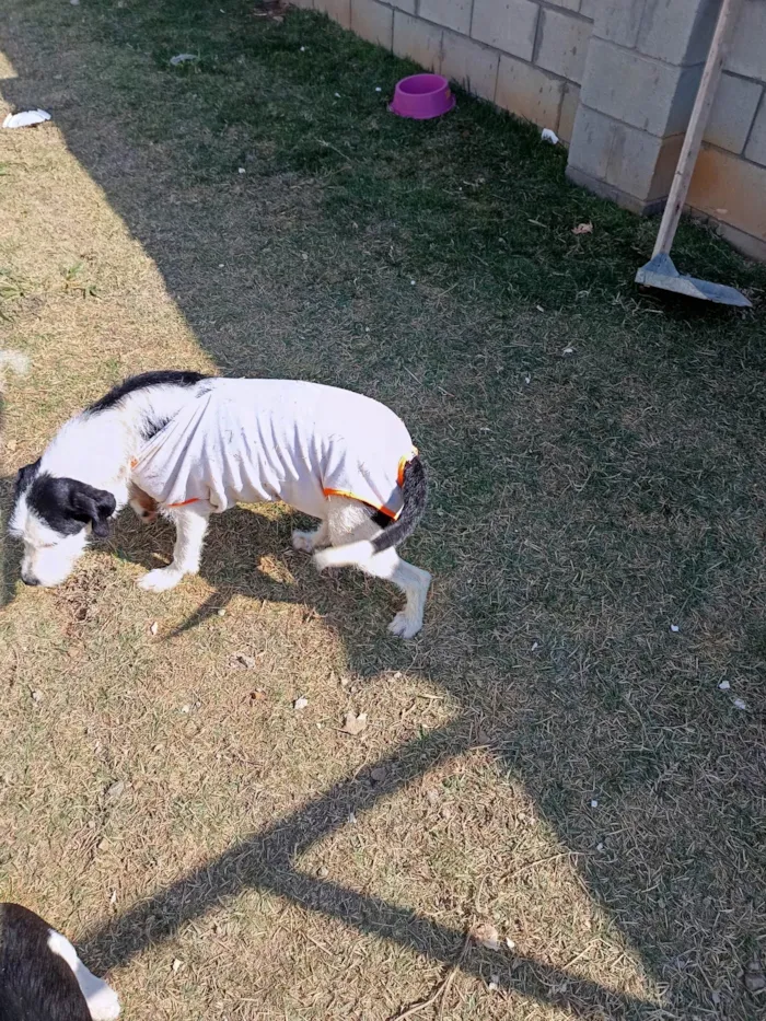Cachorro ra a SRD-ViraLata idade 1 ano nome Cacau 