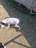 Cacau