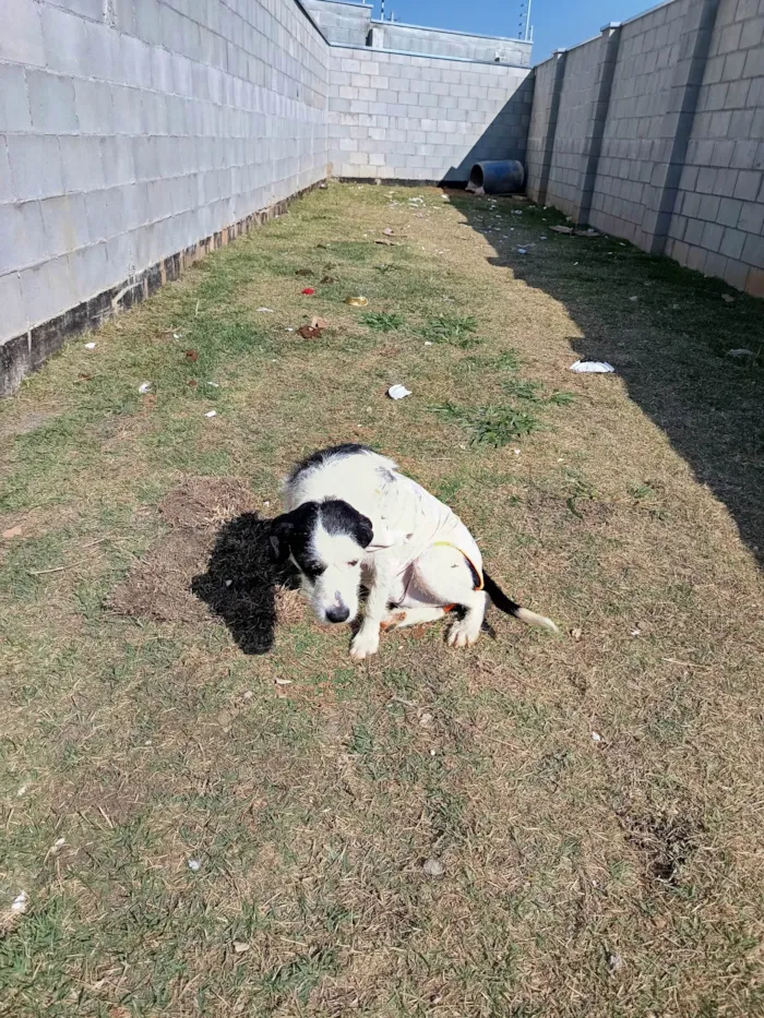Cachorro ra a SRD-ViraLata idade 1 ano nome Cacau 