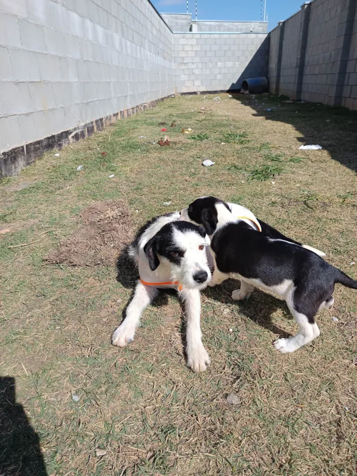 Cachorro ra a SRD-ViraLata idade 1 ano nome Cacau 