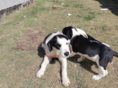 Cachorro raça SRD-ViraLata idade 1 ano nome Cacau 
