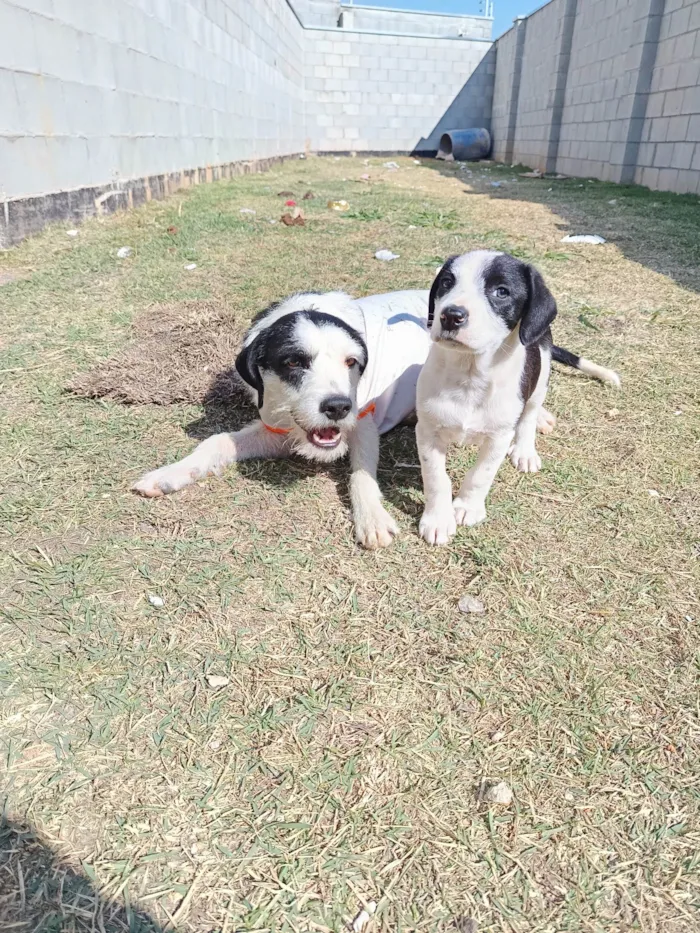 Cachorro ra a SRD-ViraLata idade 1 ano nome Cacau 