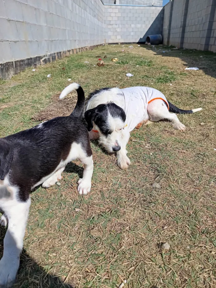 Cachorro ra a SRD-ViraLata idade 1 ano nome Cacau 