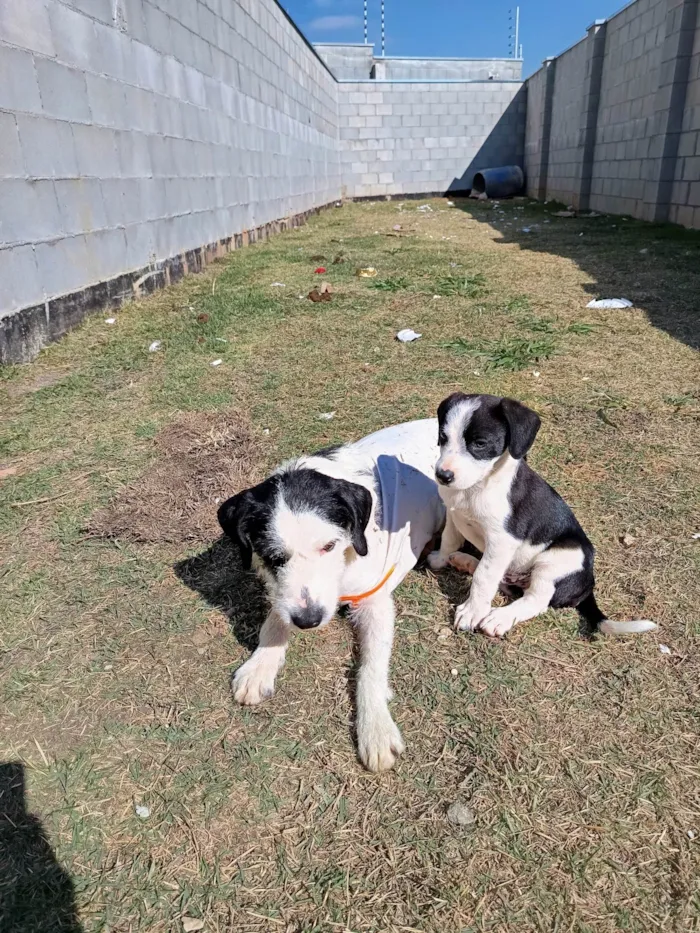 Cachorro ra a SRD-ViraLata idade 1 ano nome Cacau 