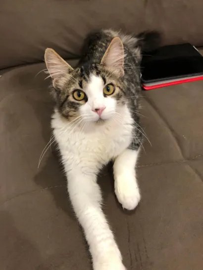 Gato raça SRD-ViraLata idade 7 a 11 meses nome ?? Doação de Gato – Procura um novo lar cheio de amor! ??