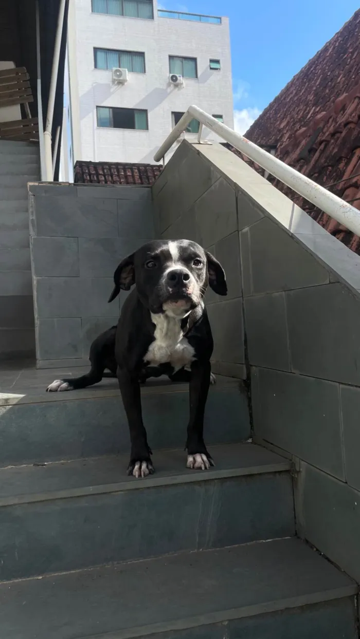 Cachorro ra a Pit-Bull idade 2 a 6 meses nome Nancy