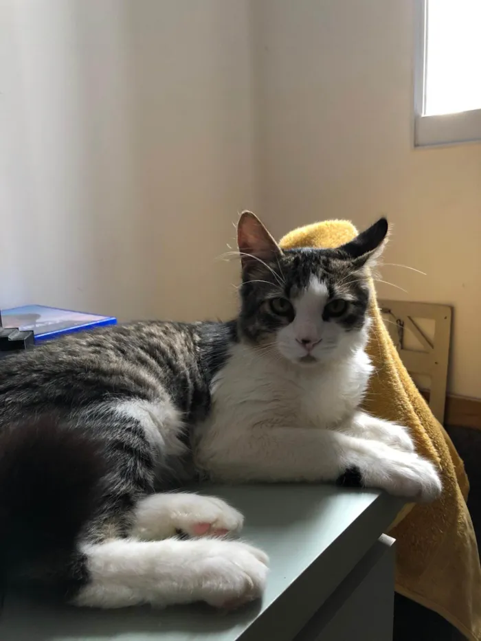Gato ra a SRD-ViraLata idade 7 a 11 meses nome ?? Doação de Gato – Procura um novo lar cheio de amor! ??