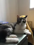 ?? Doação de Gato – Procura um novo lar cheio de amor! ??
