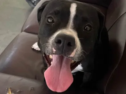 Cachorro raça Pit-Bull idade 2 a 6 meses nome Nancy